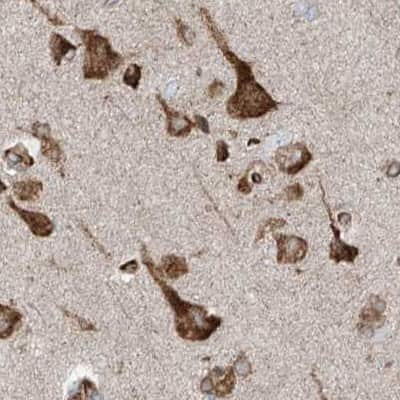 Immunohistochemistry-Paraffin: ERLEC1 Antibody [NBP1-86802] - Staining of human cerebral cortex.