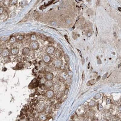 Immunohistochemistry-Paraffin: ERLEC1 Antibody [NBP1-86802] - Staining of human testis.