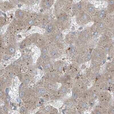 Immunohistochemistry-Paraffin: ERLEC1 Antibody [NBP1-86802] - Staining of human liver.