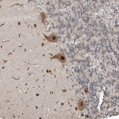 Immunohistochemistry-Paraffin: ERLEC1 Antibody [NBP1-86803] - Staining of human cerebellum shows strong nuclear/nucleolar and cytoplasmic positivity in Purkinje cells.