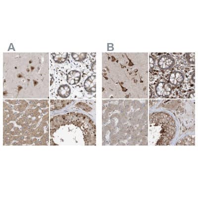 <b>Independent Antibodies Validation. </b>Immunohistochemistry-Paraffin: ERLEC1 Antibody [NBP1-86803] - Staining of human cerebral cortex, colon, liver and testis using Anti-ERLEC1 antibody NBP1-86803 (A) shows similar protein distribution across tissues to independent antibody NBP1-86802 (B).