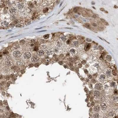 Immunohistochemistry-Paraffin: ERLEC1 Antibody [NBP1-86803] - Staining of human testis.