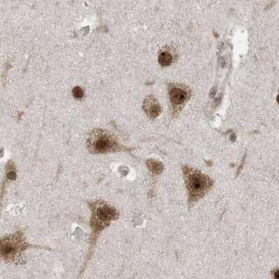 Immunohistochemistry-Paraffin: ERLEC1 Antibody [NBP1-86803] - Staining of human cerebral cortex.