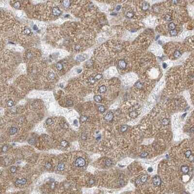 Immunohistochemistry-Paraffin: ERLEC1 Antibody [NBP1-86803] - Staining of human liver.