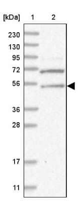 Western Blot: ERLEC1 Antibody [NBP1-86801] - Lane 1: Marker  [kDa] 230, 130, 95, 72, 56, 36, 28, 17, 11.  Lane 2: Human cell line RT-189