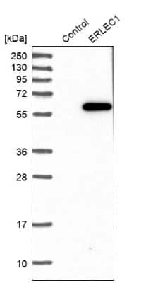 Western Blot ERLEC1 Antibody