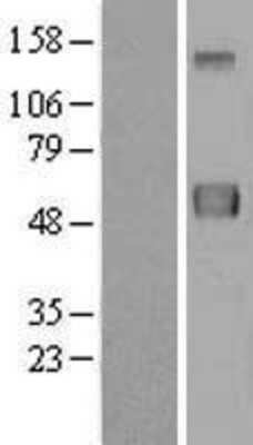 Western Blot ERLEC1 Overexpression Lysate