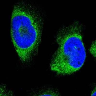 Immunocytochemistry/ Immunofluorescence ERLIN1 Antibody - BSA Free