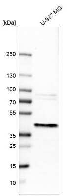 Western Blot ERLIN1 Antibody - BSA Free
