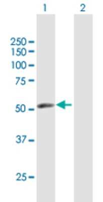 Western Blot: ERMAP Antibody [H00114625-B01P] - Analysis of ERMAP expression in transfected 293T cell line by ERMAP polyclonal antibody.  Lane 1: ERMAP transfected lysate(52.25 KDa). Lane 2: Non-transfected lysate.