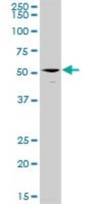 Western Blot: ERMAP Antibody [H00114625-D01P] - Analysis of ERMAP expression in HeLa.