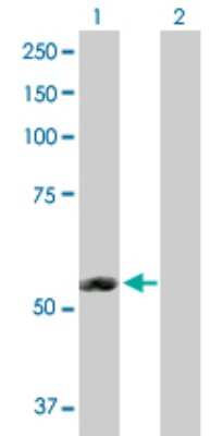 Western Blot: ERMAP Antibody [H00114625-D01P] - Analysis of ERMAP expression in transfected 293T cell line by ERMAP polyclonal antibody.Lane 1: ERMAP transfected lysate(52.60 KDa).Lane 2: Non-transfected lysate.