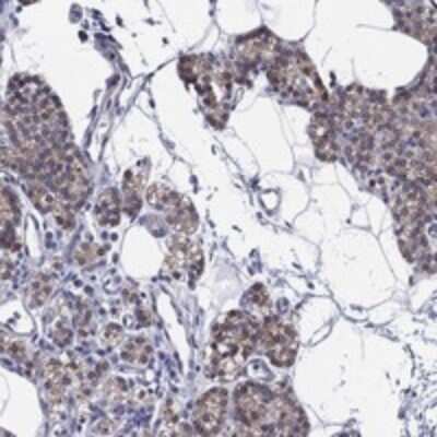 Immunohistochemistry-Paraffin ERMP1 Antibody - BSA Free