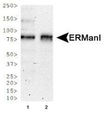 Western Blot: ERManI Antibody (3C2) - Azide and BSA Free [NBP2-80726] - Western blot analysis of ERManI expression in 1) NTERA-2 and 2) A-431 whole cell lysates. Image from the standard format of this antibody.