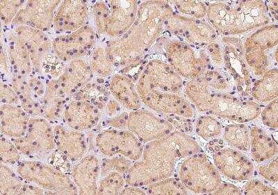 Immunohistochemistry-Paraffin: ERN2 Antibody [NBP3-05980] - Staining of human ERN2 in human kidney with rabbit polyclonal antibody at 1:100 dilution.