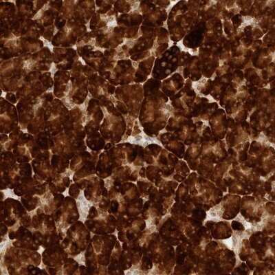 Immunohistochemistry-Paraffin: ERO1LB Antibody [NBP1-83961] - Staining of human pancreas shows strong cytoplasmic positivity in exocrine cells.