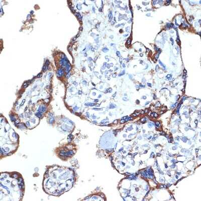 Immunohistochemistry-Paraffin: ERP29 Antibody (1J0D3) [NBP3-15906] - Immunohistochemistry of paraffin-embedded human placenta using ERP29 Rabbit mAb (NBP3-15906) at dilution of 1:100 (40x lens).Perform microwave antigen retrieval with 10 mM Tris/EDTA buffer pH 9.0 before commencing with IHC staining protocol.