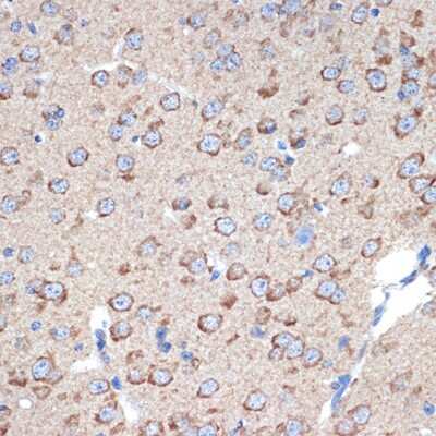 Immunohistochemistry-Paraffin: ERP29 Antibody (1J0D3) [NBP3-15906] - Immunohistochemistry of paraffin-embedded mouse brain using ERP29 Rabbit mAb (NBP3-15906) at dilution of 1:100 (40x lens).Perform microwave antigen retrieval with 10 mM Tris/EDTA buffer pH 9.0 before commencing with IHC staining protocol.