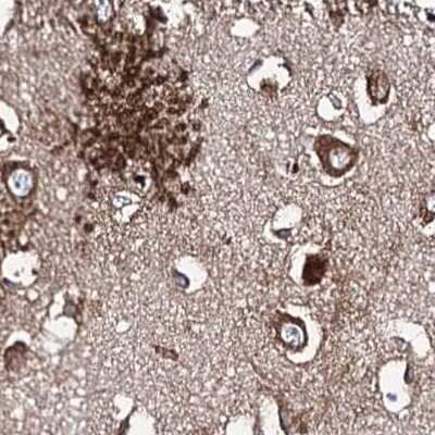 Immunohistochemistry-Paraffin: ERP29 Antibody [NBP1-88395] - Staining of human cerebral cortex.