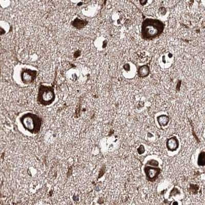 Immunohistochemistry-Paraffin: ERP29 Antibody [NBP1-88396] - Staining of human cerebral cortex.