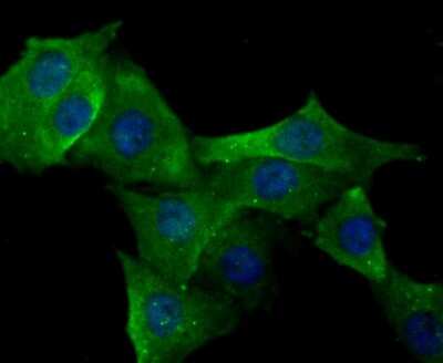 Immunocytochemistry/Immunofluorescence: ERP29 Antibody (JG34-42) [NBP2-75483] - Staining ERp29 in PMVEC cells (green). The nuclear counter stain is DAPI (blue). Cells were fixed in paraformaldehyde, permeabilised with 0.25% Triton X100/PBS.