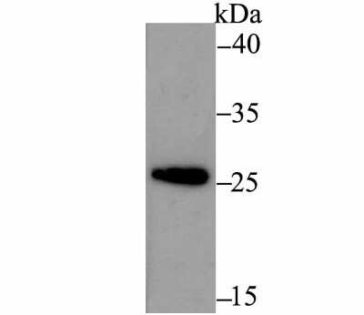 Western Blot: ERP29 Antibody (JG34-42) [NBP2-75483] - Analysis of ERp29 on THP-1 cell using anti-ERp29 antibody at 1/500 dilution.