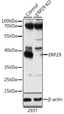 <b>Genetic Strategies Validation. </b>Western Blot: ERP29 Antibody [NBP3-03072] - Analysis of extracts from normal (control) and ERP29 knockout (KO) 293T cells, using ERP29 antibody at 1:1000 dilution. Secondary antibody: HRP Goat Anti-Rabbit IgG (H+L) at 1:10000 dilution. Lysates/proteins: 25ug per lane. Blocking buffer: 3% nonfat dry milk in TBS.