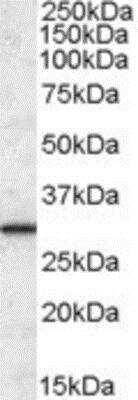 Western Blot: ERP29 Antibody [NBP1-05028] - (0.1ug/ml) staining of Human Liver lysate (35ug protein in RIPA buffer). Primary incubation was 1 hour. Detected by chemiluminescence.