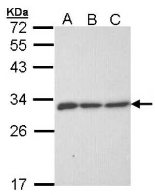 Western Blot: ERP29 Antibody [NBP1-33076] - Sample (30 ug of whole cell lysate) A: 293T B: A431 C: H1299 12% SDS PAGE; antibody diluted at 1:1000.