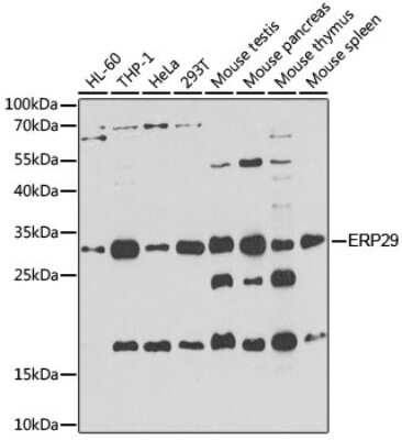 Western Blot: ERP29 Antibody [NBP3-03072] - Analysis of extracts of various cell lines, using ERP29 antibody at 1:1000 dilution. Secondary antibody: HRP Goat Anti-Rabbit IgG (H+L) at 1:10000 dilution. Lysates/proteins: 25ug per lane. Blocking buffer: 3% nonfat dry milk in TBST. Detection: ECL Enhanced Kit.