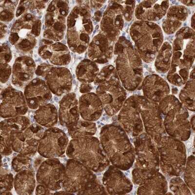 Immunohistochemistry-Paraffin: ERP44 Antibody [NBP1-89617] - Staining of human stomach shows strong cytoplasmic positivity in glandular cells.