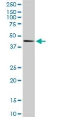Western Blot: ERP44 Antibody [H00023071-D01P] - Analysis of TXNDC4 expression in human liver.