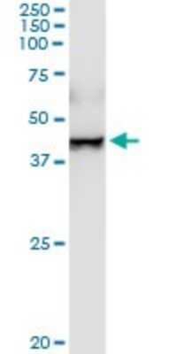 Western Blot: ERP44 Antibody [H00023071-D01P] - Analysis of TXNDC4 expression in human placenta.