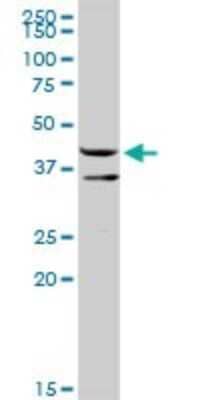 Western Blot: ERP44 Antibody [H00023071-D01P] - Analysis of TXNDC4 expression in mouse liver.