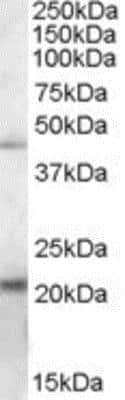 Western Blot: ERP44 Antibody [NB100-93457] - Staining of K562 lysate with antibody at 0.2 ug/mL (35ug protein in RIPA buffer). Primary incubation was 1 hour. Detected by chemiluminescence.