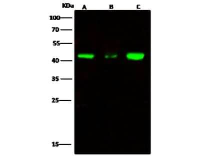 Western Blot: ERP44 Antibody [NBP2-97000] - Anti-ERP44 rabbit polyclonal antibody at 1:500 dilution. Lane A: Raji Whole Cell Lysate. Lane B: NCI-H1299 Whole Cell Lysate. Lane C: K562 Whole Cell Lysate. Lysates/proteins at 30 ug per lane. Secondary Goat Anti-Rabbit IgG H&L (Dylight 800) at 1/10000 dilution. Developed using the Odyssey technique. Performed under reducing conditions. Predicted band size: 47 kDa. Observed band size: 47 kDa