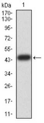 Western Blot: ERR alpha/NR3B1 Antibody (1A6E11) [NBP2-61769] - Analysis using ESRRA mAb against human ESRRA (AA: 198-376) recombinant protein. (Expected MW is 45.3 kDa)