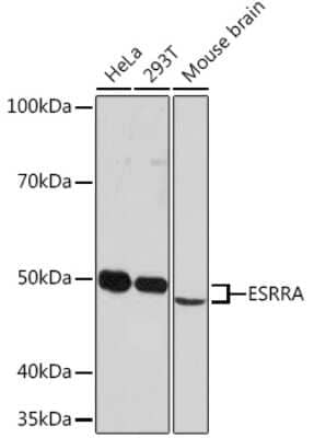 Western Blot: ERR alpha/NR3B1 Antibody (2R10S3) [NBP3-16349] - Western blot analysis of extracts of various cell lines, using ERR alpha/NR3B1 Rabbit mAb (NBP3-16349) at 1:1000 dilution. Secondary antibody: HRP Goat Anti-Rabbit IgG (H+L) at 1:10000 dilution. Lysates/proteins: 25ug per lane. Blocking buffer: 3% nonfat dry milk in TBST. Detection: ECL Enhanced Kit. Exposure time: 3min.