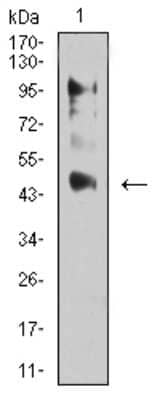 Western Blot: ERR alpha/NR3B1 Antibody (6F1E6) [NBP2-61768] - Analysis using ESRRA mouse mAb against C6 (1) cell lysate.