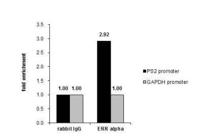 Chromatin Immunoprecipitation: ERR alpha/NR3B1 Antibody [NBP2-16380] - Cross-linked ChIP was performed with MCF-7 chromatin extract and 5 ug of either control rabbit IgG or anti-ERR alpha antibody. The precipitated DNA was detected by PCR with primer set targeting to PS2 promoter or GAPDH promoter.