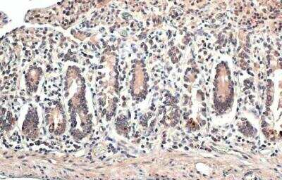 Immunohistochemistry-Paraffin: ERR alpha/NR3B1 Antibody [NBP2-16380] - Human intestine. ERR alpha stained by ERR alpha antibody [N1C3] diluted at 1:500.Antigen Retrieval: Citrate buffer, pH 6.0, 15 min.