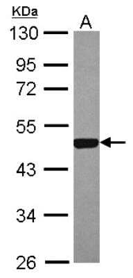 Western Blot: ERR alpha/NR3B1 Antibody [NBP2-16380] - Sample (30 ug of whole cell lysate) A: 293T 10% SDS PAGE gel, diluted at 1:2000.