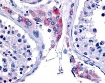 Immunohistochemistry-Paraffin: ERR beta/NR3B2 Antibody [NLS7128] - Analysis of anti-ESRRB / ERR Beta antibody with testis at 1 ug/ ml.