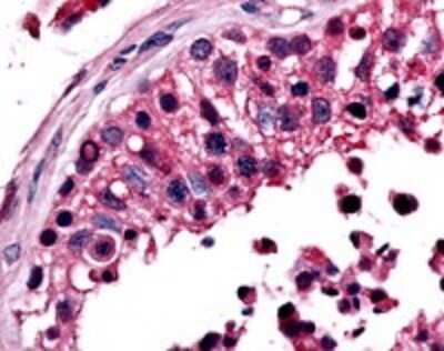 Immunohistochemistry-Paraffin: ERR beta/NR3B2 Antibody [NLS7131] - Human testis tissue after heat-induced antigen retrieval.