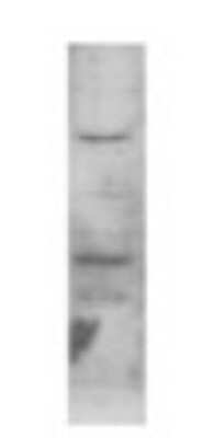 Western Blot: ERR beta/NR3B2 Antibody [NB300-748] - Analysis of rat kidney.