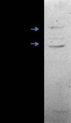 Western Blot: ERR beta/NR3B2 Antibody [NB300-748] - Analysis of ERR beta in HeLa whole cell lysate. Image courtesy of anonymous customer.