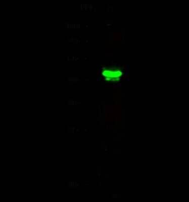 Western Blot: ERR beta/NR3B2 Antibody [NBP2-98874] - Anti-ERR beta/NR3B2 rabbit polyclonal antibody at 1:500 dilution. Lane A: NCI-H460 Whole Cell Lysate. Lysates/proteins at 30 ug per lane. Secondary Goat Anti-Rabbit IgG H&L (Dylight 800) at 1/10000 dilution. Developed using the Odyssey technique. Performed under reducing conditions. Predicted band size: 48 kDa. Observed band size: 45 kDa