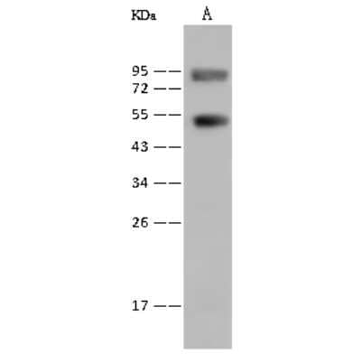 Western Blot: ERR beta/NR3B2 Antibody [NBP2-99541] - Anti-ERR beta/NR3B2 rabbit polyclonal antibody at 1:500 dilution. Lane A: Mouse heart tissue lysate Lysates/proteins at 30 ug per Lane. Secondary Goat Anti-Rabbit IgG (H+L)/HRP at 1/10000 dilution. Developed using the ECL technique. Performed under reducing conditions. Predicted band size: 48 kDa