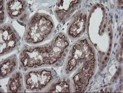 Immunohistochemistry: ERR gamma/NR3B3 Antibody (1E5) [NBP2-45698] - Analysis of Human Kidney tissue.