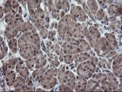 Immunohistochemistry: ERR gamma/NR3B3 Antibody (1E5) [NBP2-45698] - Analysis of Human pancreas tissue.